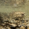 The Impact of Changes on Conservation Efforts for the Feather River