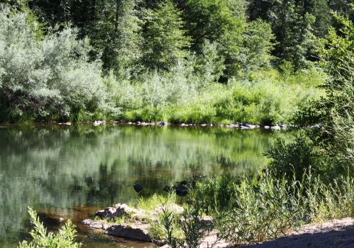 Invasive Species Management: Protecting the Feather River Ecosystem